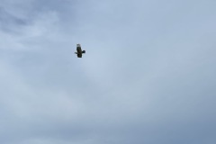 IMG_2218